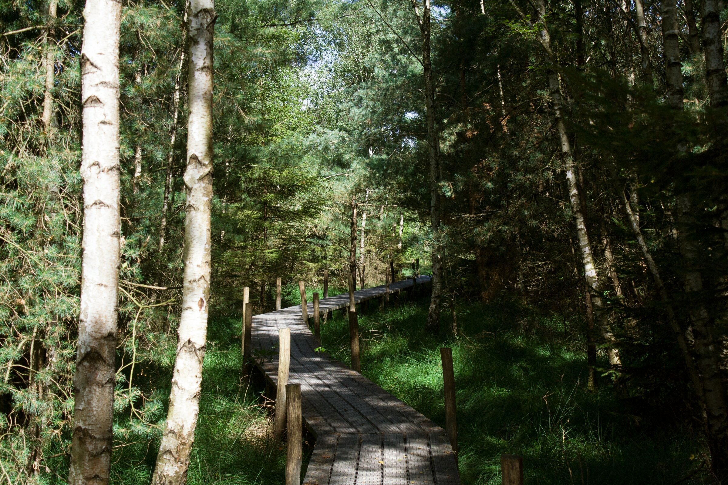 Wandelen op de Veluwe